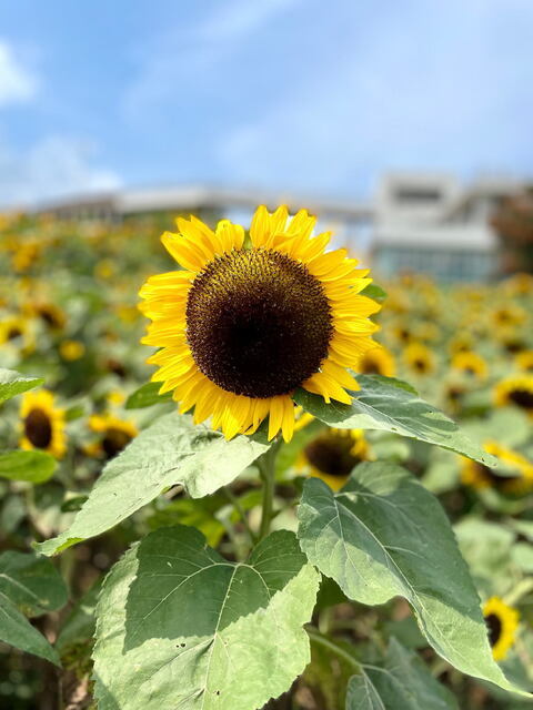 2024年8月18日(日) 日曜礼拝「最後まで耐え忍ぶ」